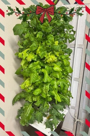 hydroponic greens with a Christmas theme