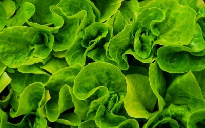 Do Leafy Greens Lower Blood Sugar? What the Research Says